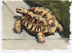 Schildkröte III